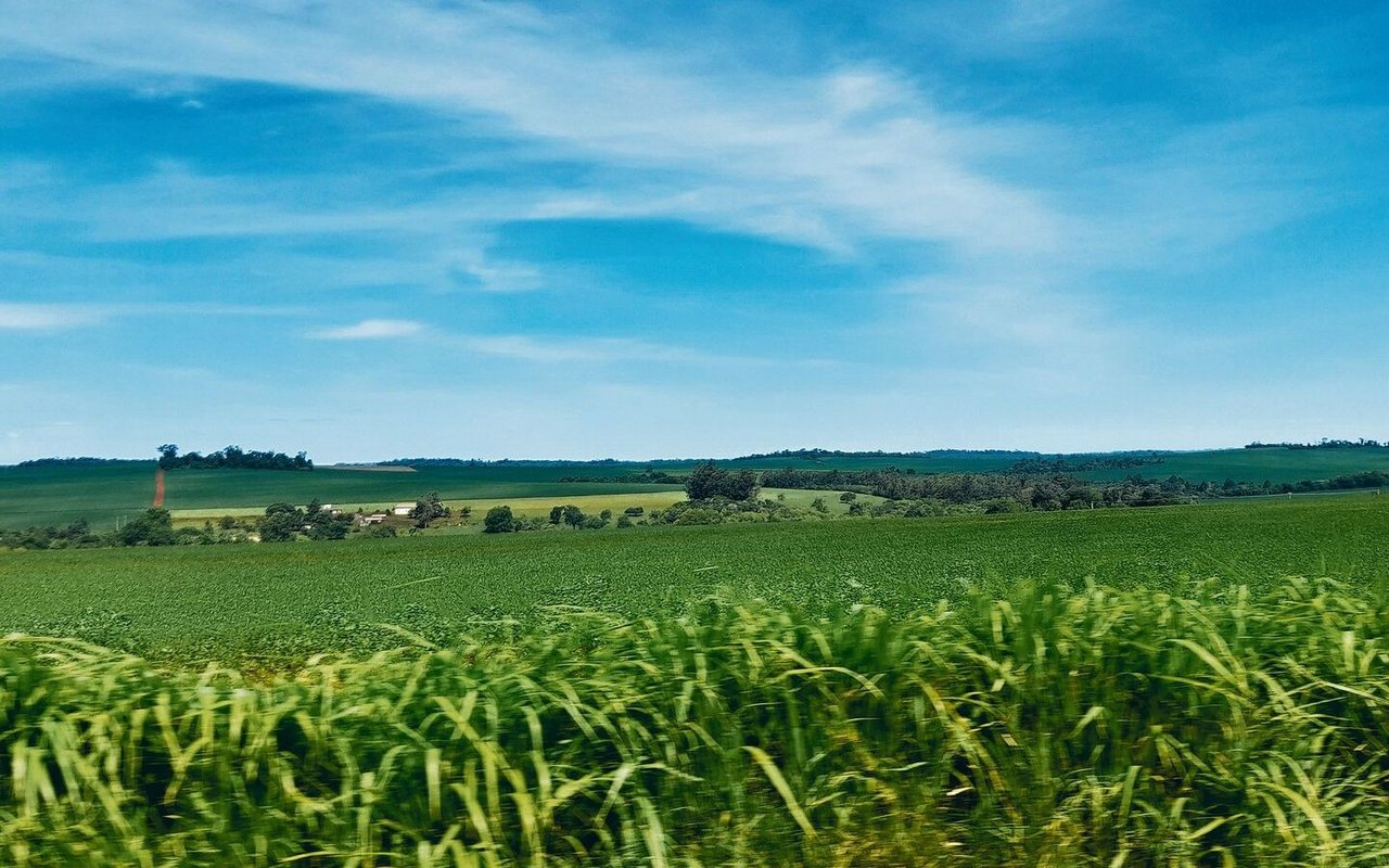 Felder, so weit das Auge blickt: In Paraguay werden Feldfrüchte auf riesigen Flächen angebaut. Soja (links) ist eine wichtige Kultur im südamerikanischen Land.