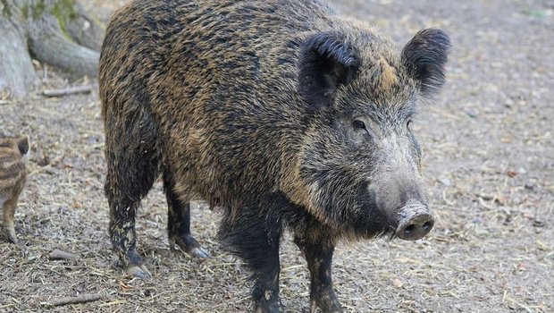 Wildschweine können das für Menschen ungefährliche Virus verschleppen. Die grösste Gefahr einer Einschleppung besteht aber durch Fleischabfälle. (Symbolbild Pixabay)