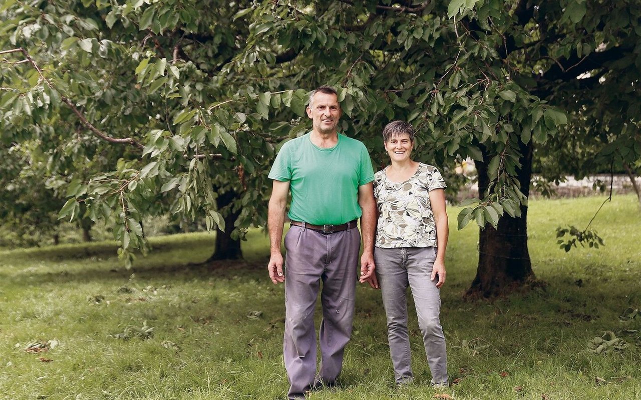 Bei ihrer Betriebsübernahme vor 30 Jahren pflanzten Silvia und Xaver Schelbert Kirschbäume. Dieses Jahr mussten sie infolge der KEF einen Totalausfall an Tafelkirschen verzeichnen. 