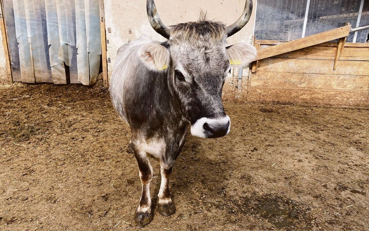 30 Mutterkühe der Rasse Rätisches Grauvieh leben auf dem Betrieb. Romy ist die Älteste und die Leitkuh. 