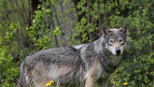 Der Wolf, der sich seit längerer Zeit in Schangnau aufhält, verunsichert die ortsansässigen Älplerfamilien. (Symbolbild pixelio)