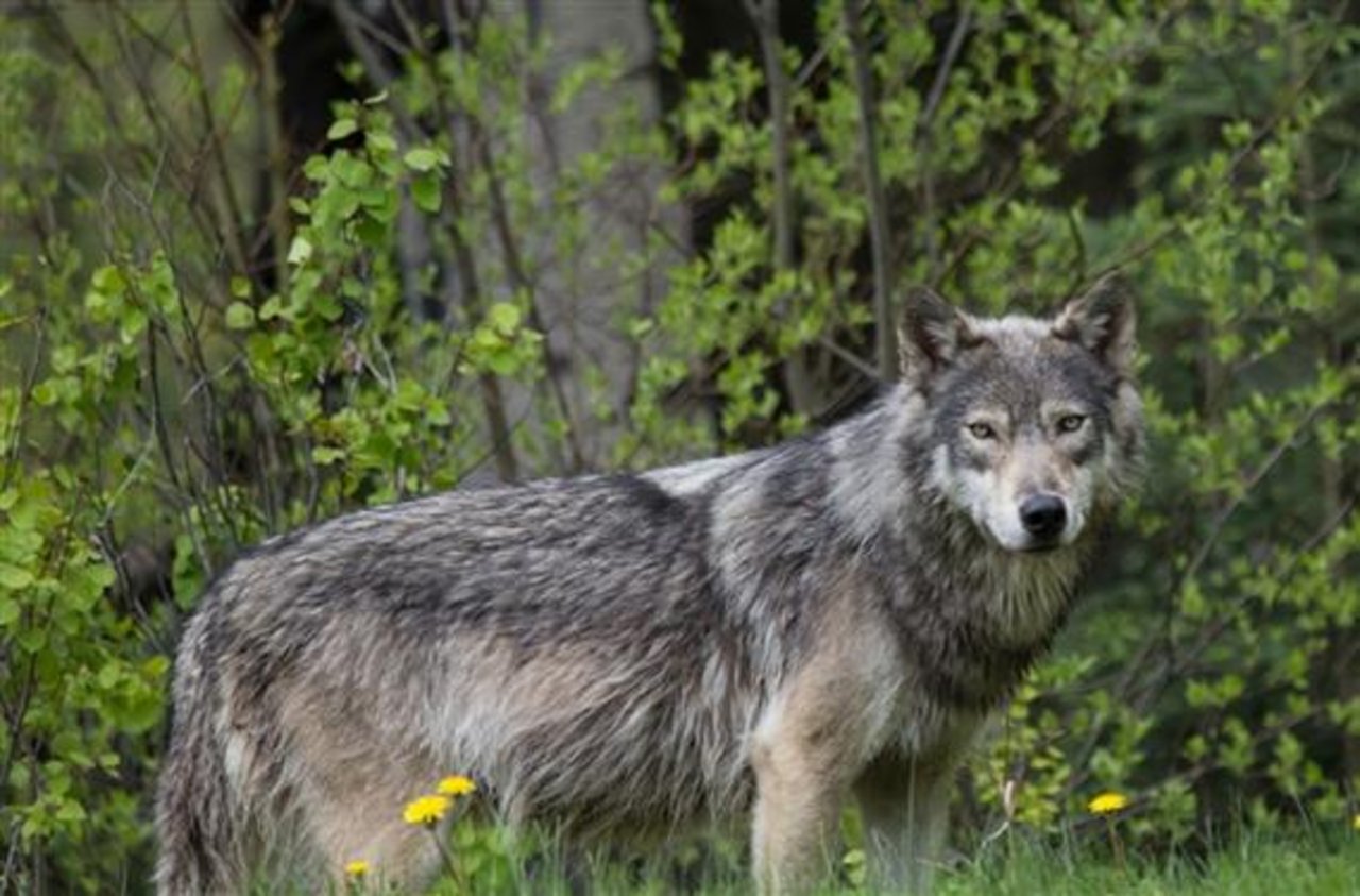 Der Wolf, der sich seit längerer Zeit in Schangnau aufhält, verunsichert die ortsansässigen Älplerfamilien. (Symbolbild pixelio)