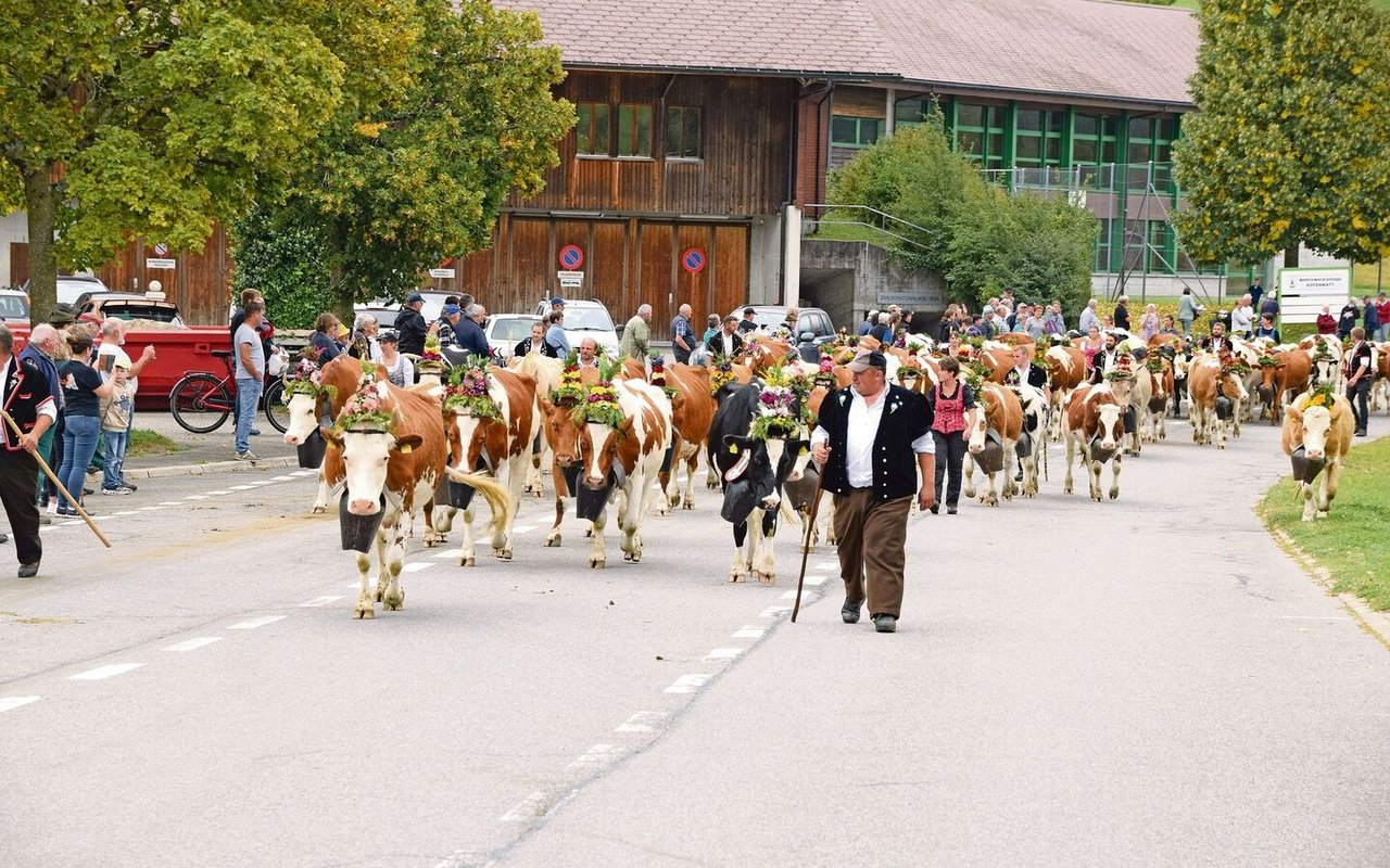Nach den Ziegen kommen die Kühe: Die Älplerfamilie Mäder von der Alp Bire läuft mit ihren Tieren bis nach Albligen – ein eindrücklicher Alpabzug.