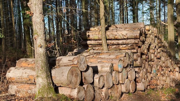 Trotz der negativen Ergebnisse ist eine ökonomisch nachhaltige Waldwirtschaft möglich. (Bild Pixabay)
