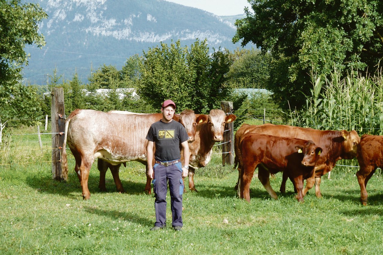 In Simon Kaufmanns Herde laufen weissschimmlige Shorthorn-Mutterkühe, reinrassige Limousin und F1-Kreuzungstiere.(Bilder jsc)