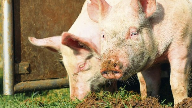 Ein wenig die Schnauze voll haben nicht nur diese Schweine, sondern auch einige Bioschweine-Produzenten.