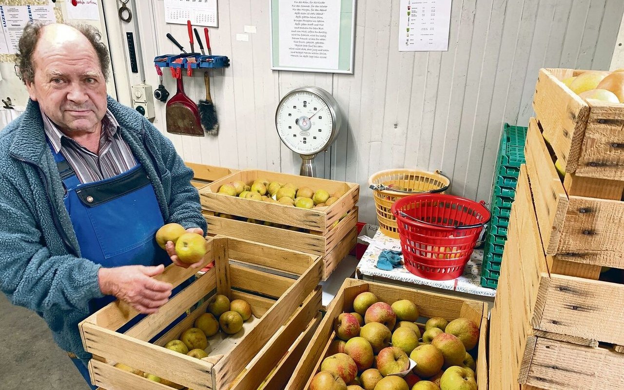 Vater Christian Habermacher hilft während der Obsternte beim Verlesen, hier der Boskoop-Äpfel. 