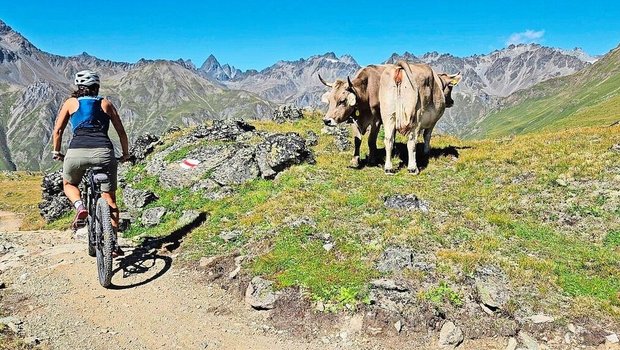 Immer mehr Mountainbikerinnen und -biker verbringen ihre Freizeit auf Trails, die über Alp- und Landwirtschaftsflächen führen. Entsprechend wichtig ist die Rücksichtnahme auf Natur und Vieh. 
