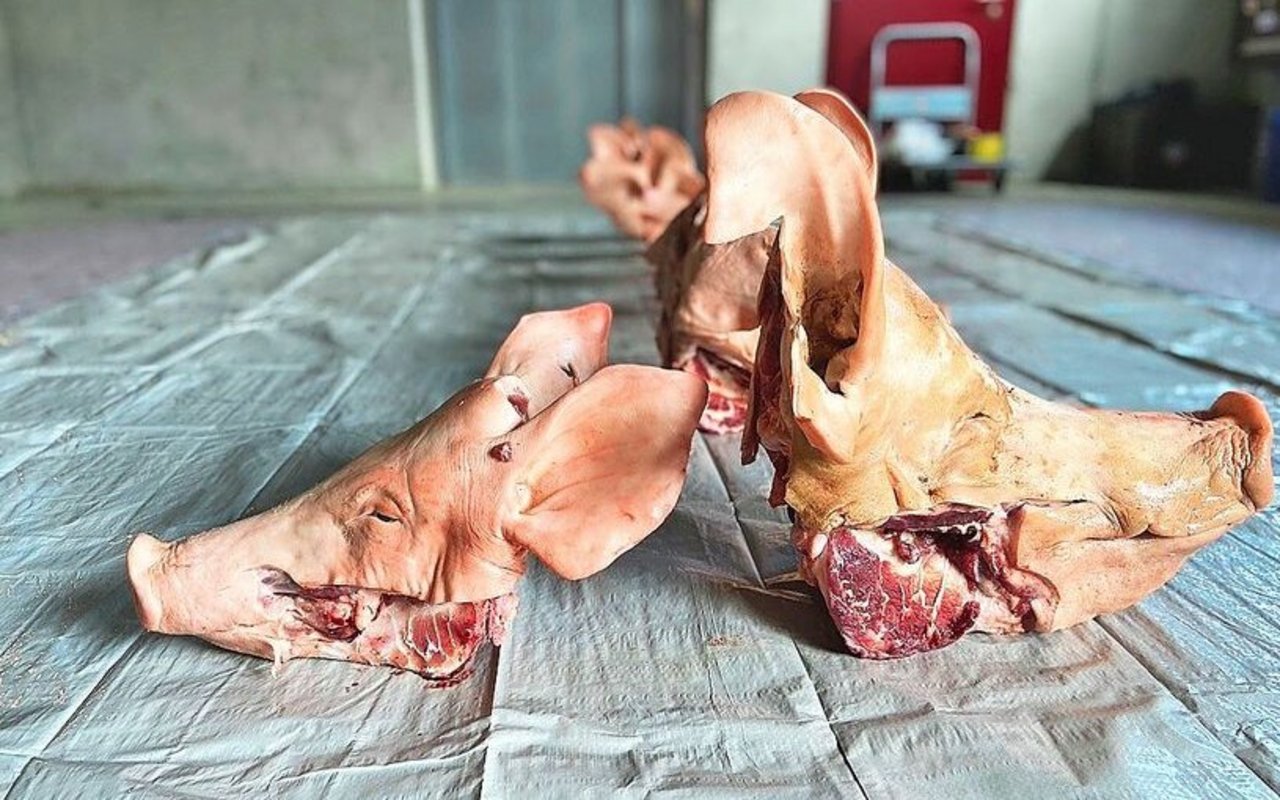 Im Kurs «Fachgerechtes Töten von Schweinen» lernen die Teilnehmenden, anhand der Kopfform den Bolzenschussapparat im richtigen Winkel anzusetzen.