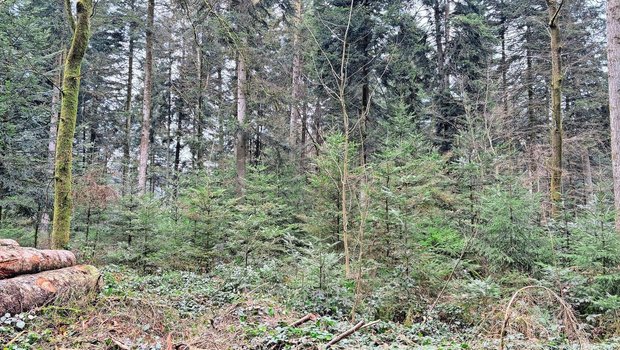 Das Bild zeigt einen Wald mit mehrstufigem Bestand und natürlicher Verjüngung. Aufgrund der hohen Schalenwildbestände ist eine Naturverjüngung jedoch auf 50 % der Waldfläche des Kantons Bern nicht möglich. 