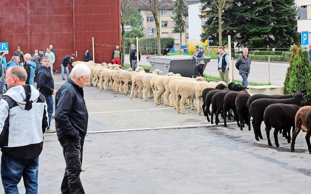 Aufgereiht am Zuchtmarkt: Weisse Alpenschafe, Braunköpfige Fleischschafe und Schwarzbraune Schafe. 