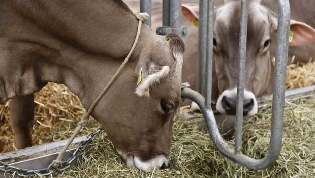 In Bayern halten rund die Hälfte der mehr als 30’000 Milchviehbetriebe ihre Tiere in Anbindehaltung. (Symbolbild lid)