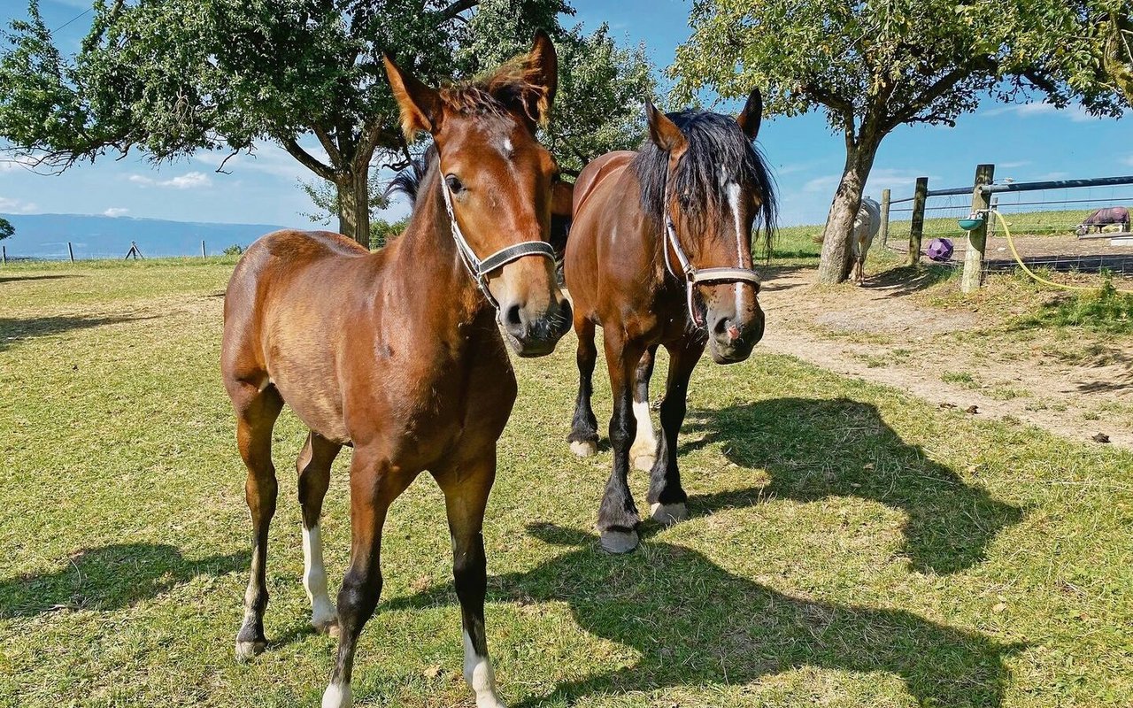 Pferde sind die Leidenschaft der Familie Salvisberg: Eine der eigenen Comtois-Zuchtstuten mit ihrem Nachwuchs.