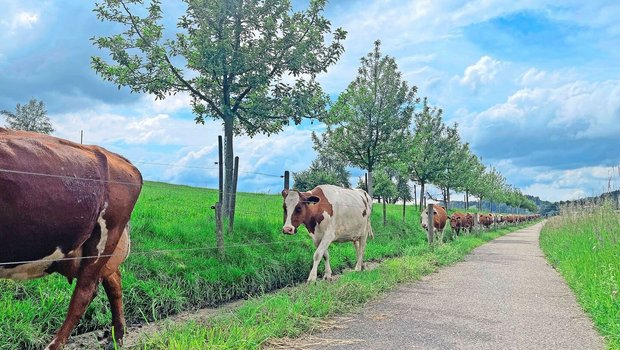 Ohne Kraftfutter: Burgrain-Milchviehherde marschiert von der Weide in den Stall zum Melken.