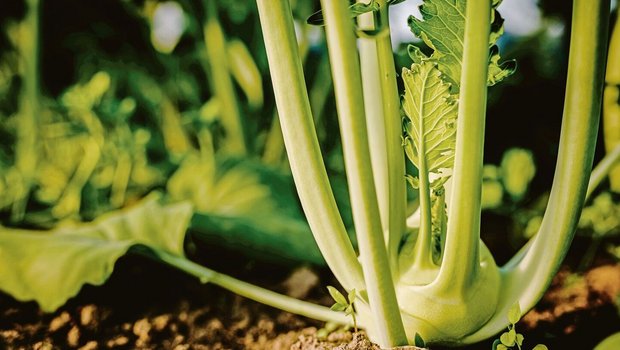 Viel Gemüse aus dem eigenen Garten zu ernten, ist für viele eine Wunschvorstellung. Ein Anbauplan hilft, Aufwand und Ertrag gegeneinander aufzuwiegen. 