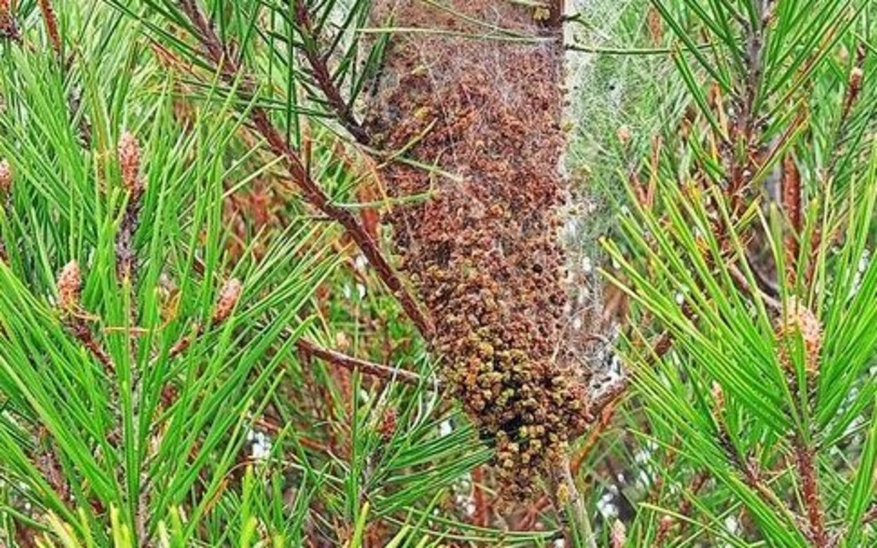 Prozessionsspinner bilden ein Nest in Föhren und Pinien. Die Raupen ernähren sich von deren Nadeln. Deshalb werden in den Bergen die Bäume von Flugzeugen aus gespritzt. Fasst man die Raupen an, bekommt man einen Hautausschlag. Der Schädling wurde auch schon im Tessin und Wallis gefunden.