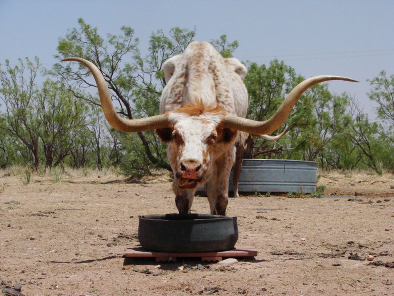 n Texas zu Hause: Die Hörner der Rinder können ein Spannweite von bis zu 2 Metern aufweisen. (Bild pd)