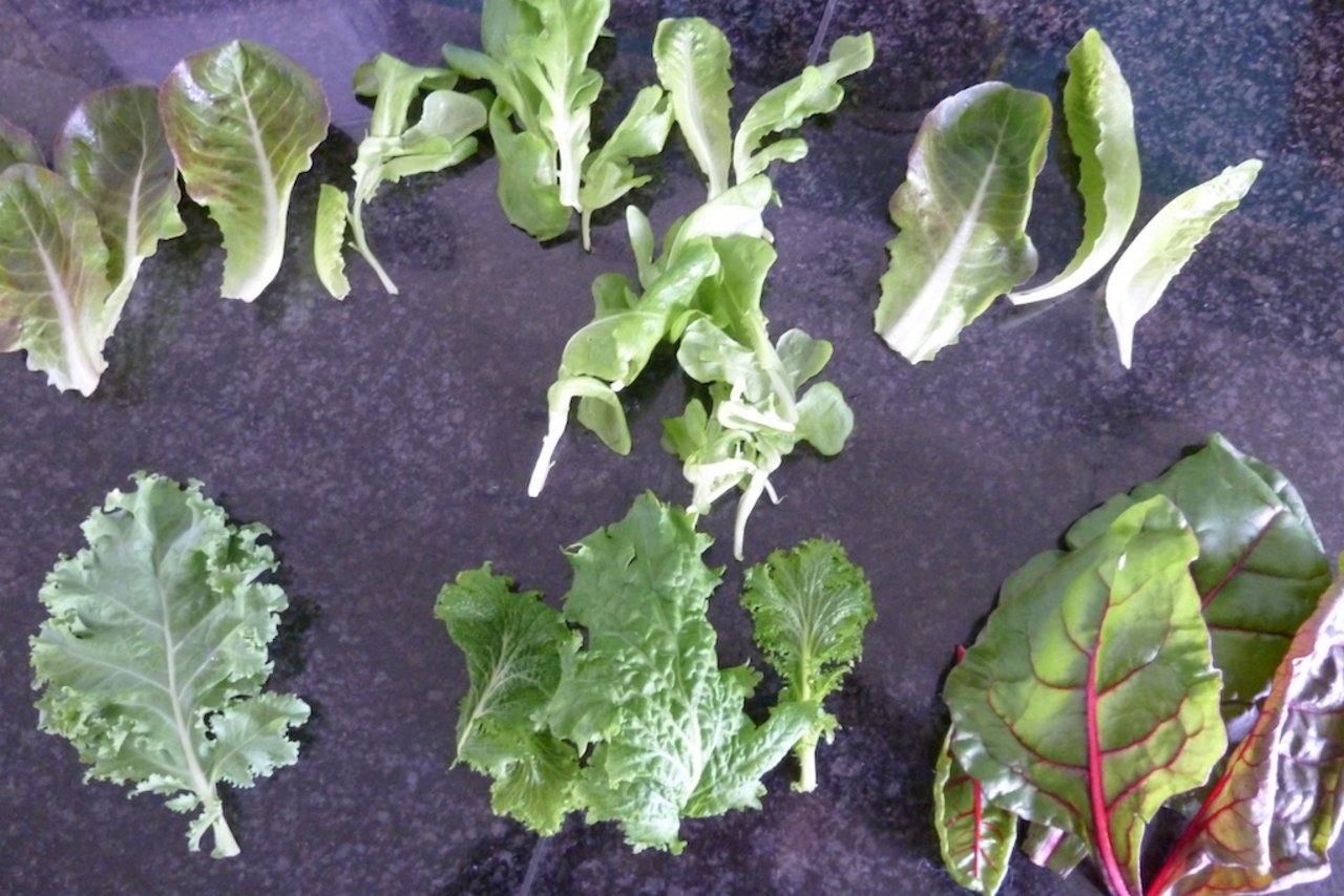 Das Vertical-Farming-Sortiment umfasst bisher Pak Choi, Wasabi Rucola, Federkohl, Mangold, roten und grünen Schnittsalat. Der Geschmackstest überrascht positiv – das Gemüse ist knackig und schmeckt intensiv. (Bild jsc)