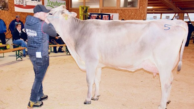 Schöne Brown-Swiss-Kühe gab es zu kaufen wie hier Lennox Lenora aus der Zucht von Marlene Halter-Gasser aus Lungern OW. 