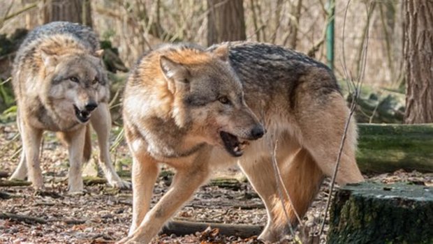 Nebst Menschen und Hunden reagieren auch Wölfe auf Ungerechtigkeiten. (Symbolbild Pixabay)