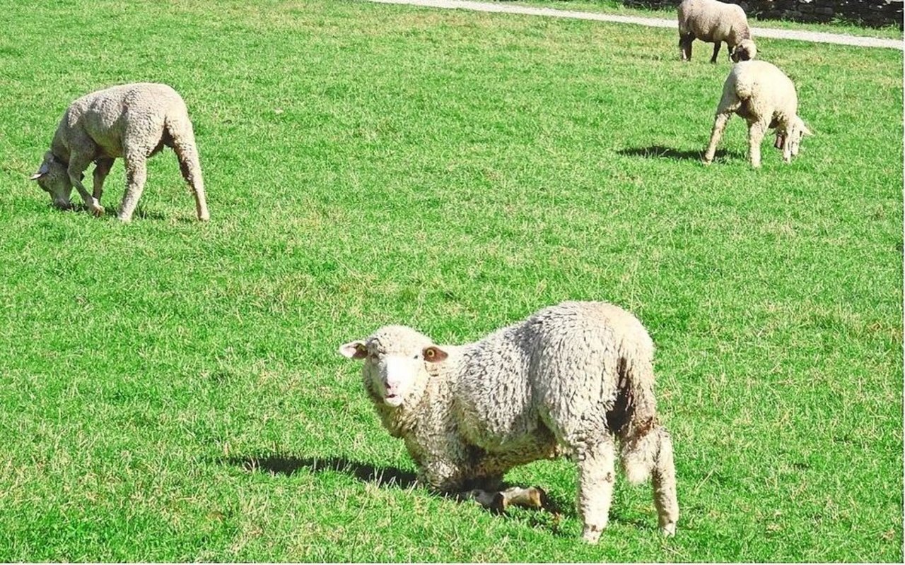 Typisches Anzeichen für Moderhinke: Die Schafe lahmen und grasen auf den Vorderknien. 
