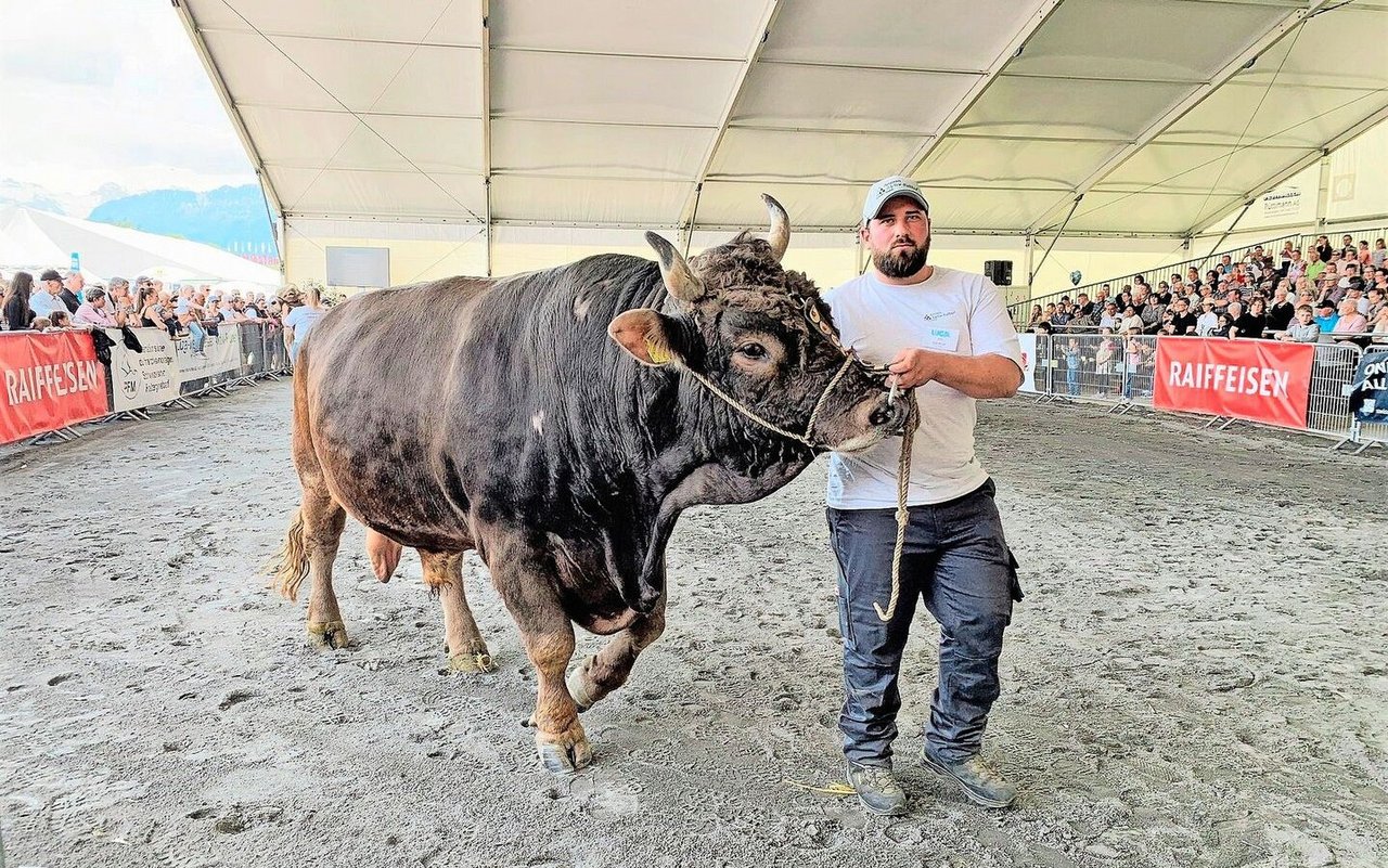 Ein Koloss mit 1300 kg Körpermasse: Stier Ricky macht an der Luga mächtig Eindruck.