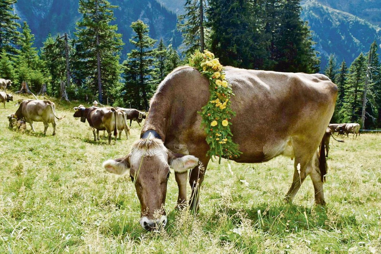Vor dem zweistündigen Marsch ins Tal erhielten die Kühe den liebevoll erstellten Blumenschmuck.