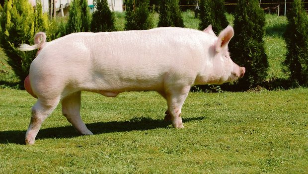 Die Schweinerasse Premo sei anfällig auf Darmverdrehung HIS, urteilt Marcel Scherer. Suisag äussert sich differenzierter.(Bild Suisag)