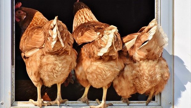 Im Biobereich besteht noch Potenzial, hier werden erneut 11 Prozent mehr Hennen eingestallt. (Bild Pixabay)