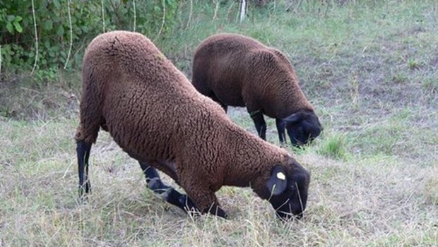 Für die Moderhinke typisch sind Lahmheit und auf Knien fressende Schafe. (Bild Beratungs- und Kleindwiederkäuerdienst)