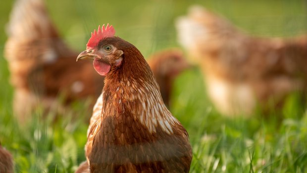 Nur 5,7 Millionen der 72,3 Millionen Hühner, die pro Jahr geschlachtet werden, stammen von einem Label- oder Bio-Betrieb, so Sentience Politics. Der Verein sieht den Detailhandel in den Pflicht, um diesen Anteil zu vergrössern. (Bild Pixabay)