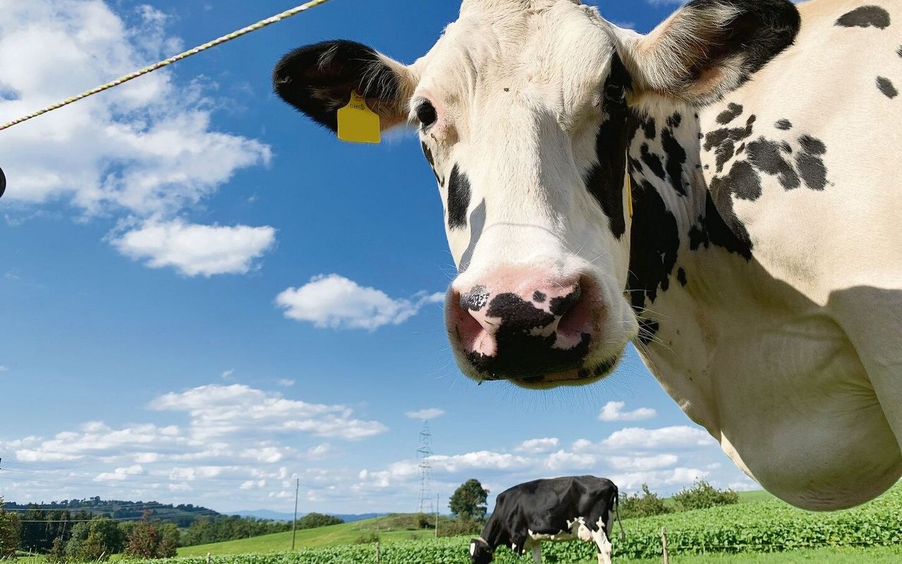 Auf Raufutterbasis gefütterte Kühe stehen weniger in der Kritik, Klimakillerinnen zu sein.