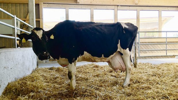 Ru Ro We Spock Sandra ist die leistungsstärkste noch lebende Holsteinkuh des Landes. (Bild Alfred Rüssli)