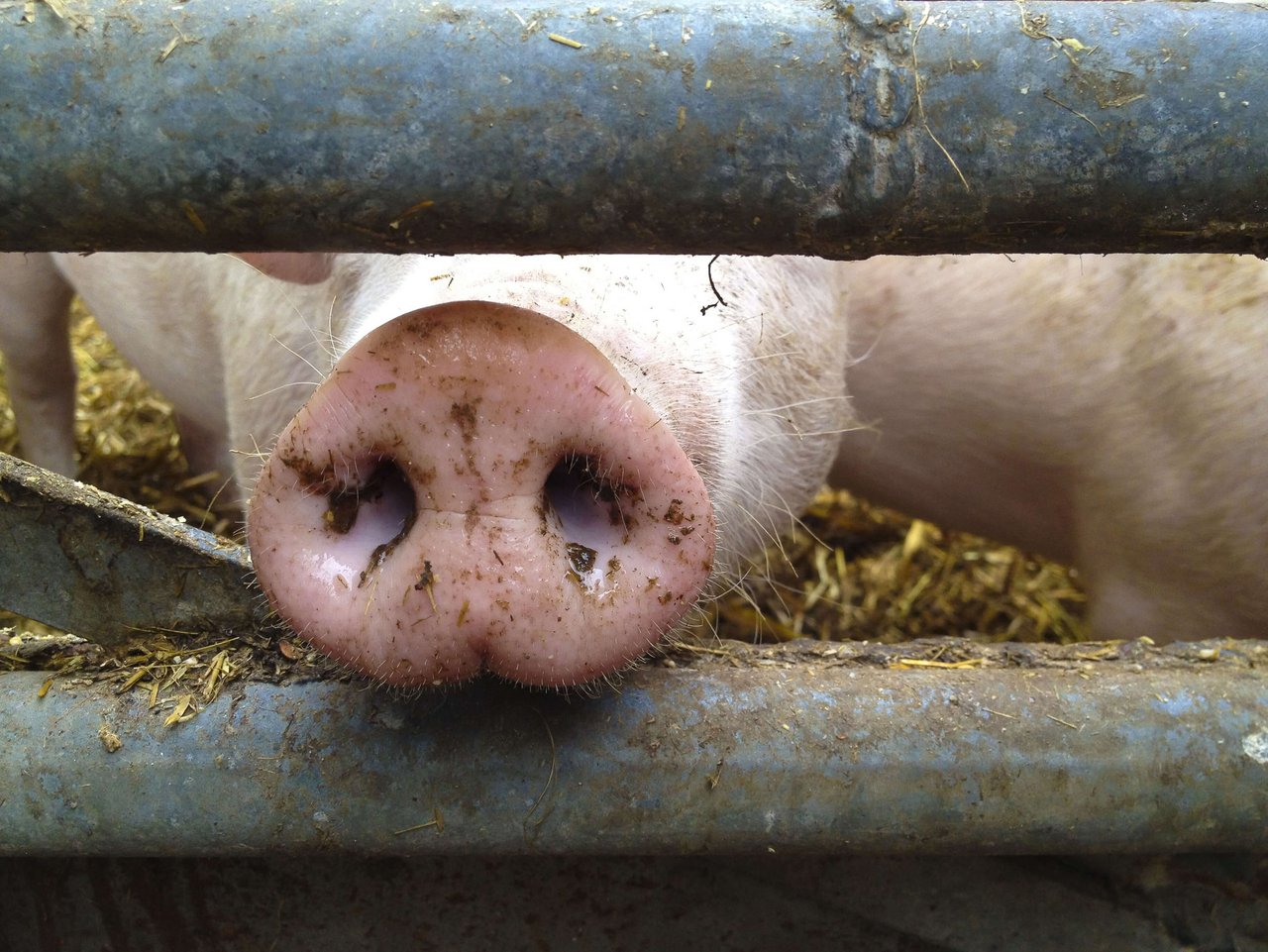 Die neue Plattform soll das Vertrauen der Konsumenten in die Schweinefleischproduktion wieder stärken. (Bild Fotolia)