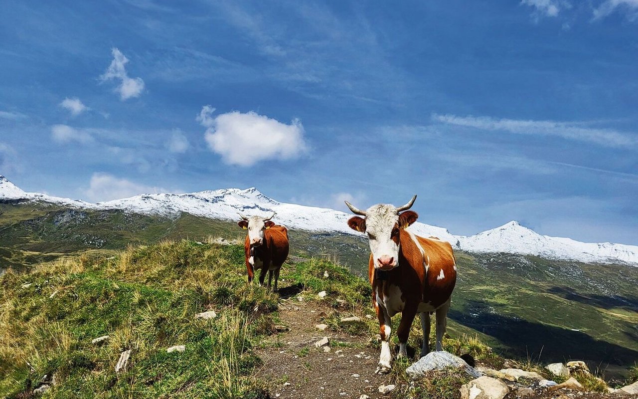 Das Wetter ist ein entscheidender Faktor: Wenn die Sonne scheint und es genügend Gras gibt, ist es schön auf der Alp. 