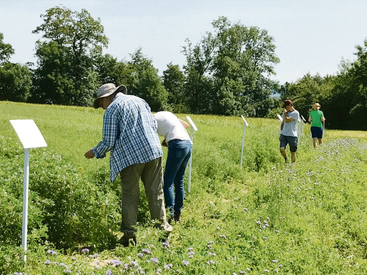 Trotz hochsommerlichen Temperaturen zeigten die Teilnehmer der Flurbegehung grosses Interesse an den Saatversuchen, wie beispielsweise zu verschiedenen Körnerleguminosen.(Bild Alexandra Stückelberger)