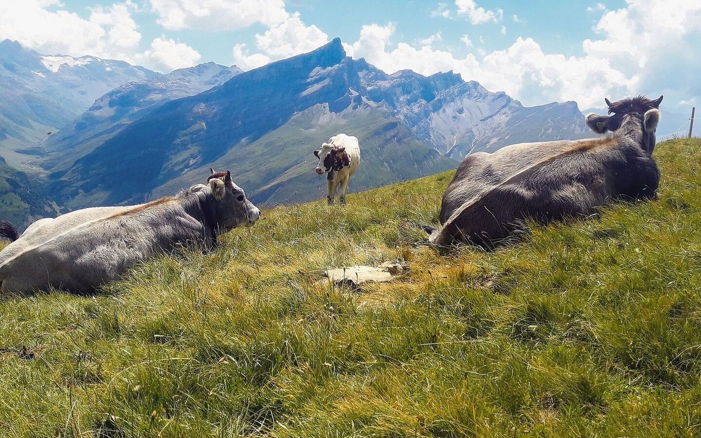 Der Ausblick von der Chapfhütte.