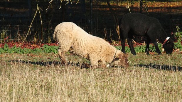 Moderhinke Sanierung 2024 Zwei Schafe grasen auf der Weide. Eines davon hat sich auf die Knie herunter gelassen, um seine Klauen zu entlasten.