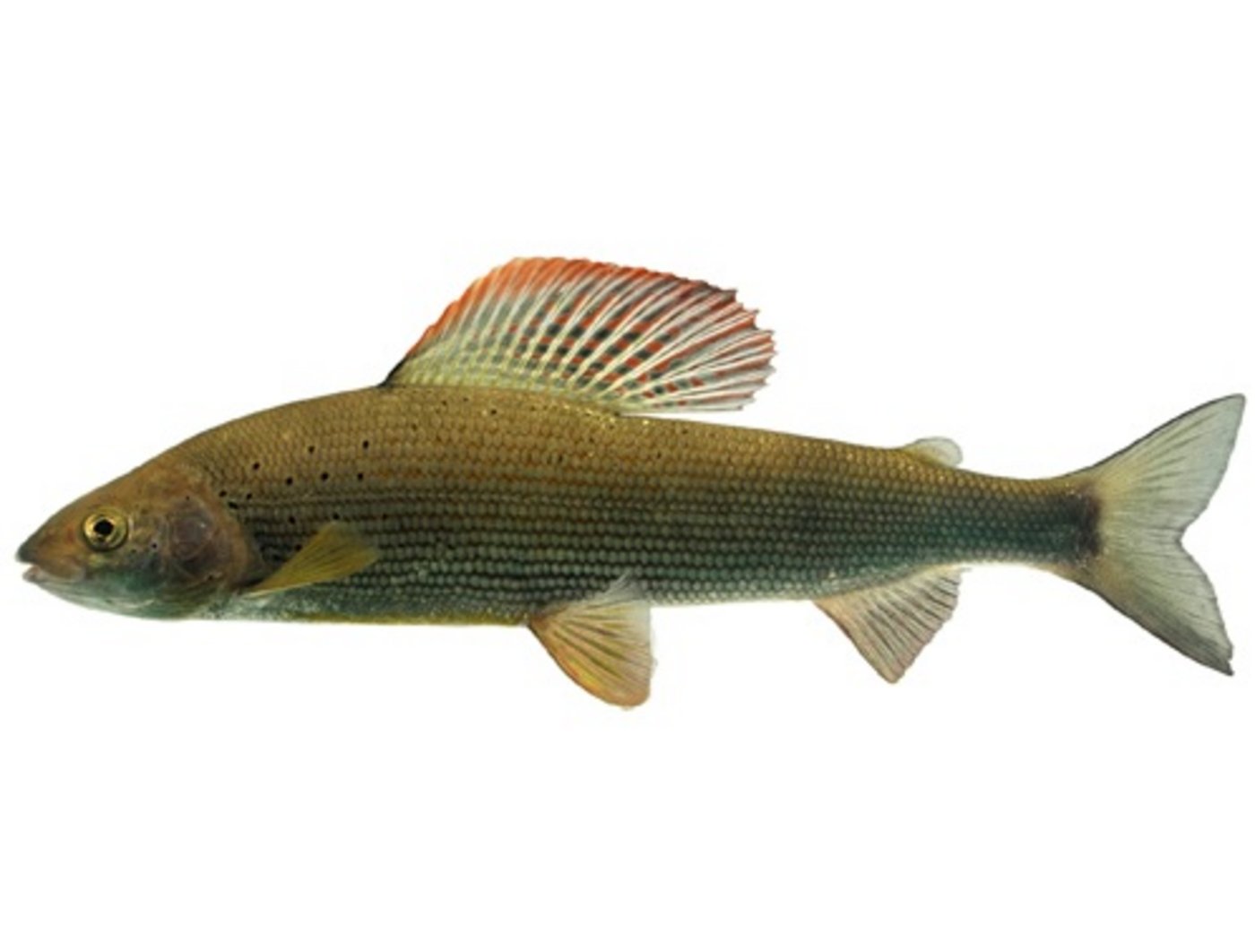 Trotz Rettungsmassnahmen kam es zu Fischsterben. Betroffen waren zum Beispiel Äschen. (Bild vol.be.ch)