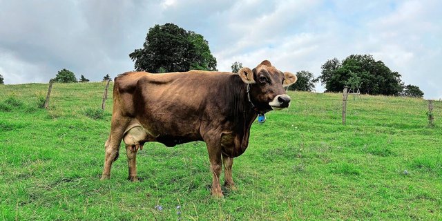 Will man die Kuh Leonie an einen Ort treiben, bringt alles Stossen und Ziehen nichts. Einzig mit Futter lässt sie sich bestechen.  