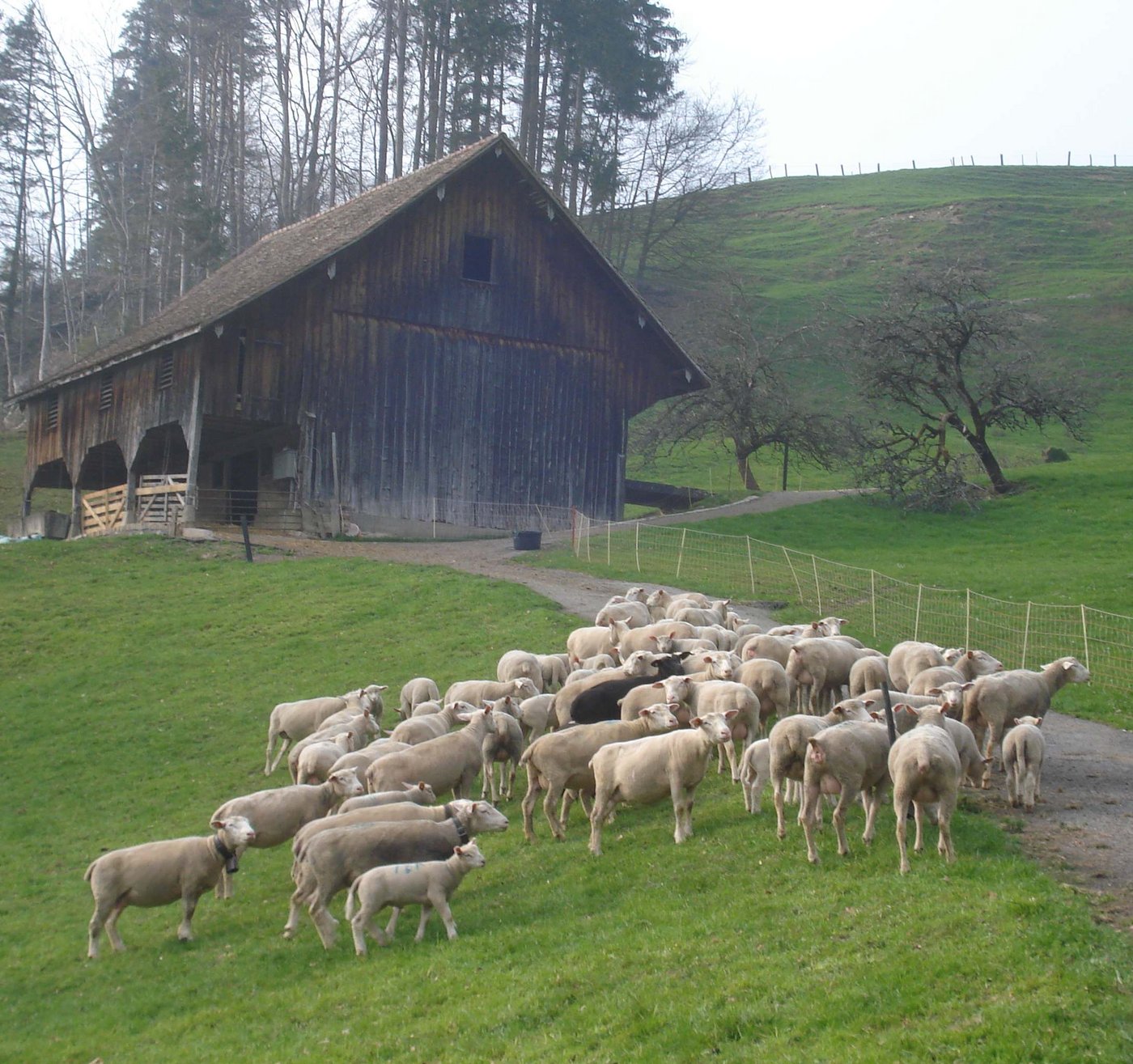 Lämmer aus der Zentralschweiz sollen über ein neues Label besser und ganzjährig mit mehr Wertschöpfung in der Region vermarktet werden. 