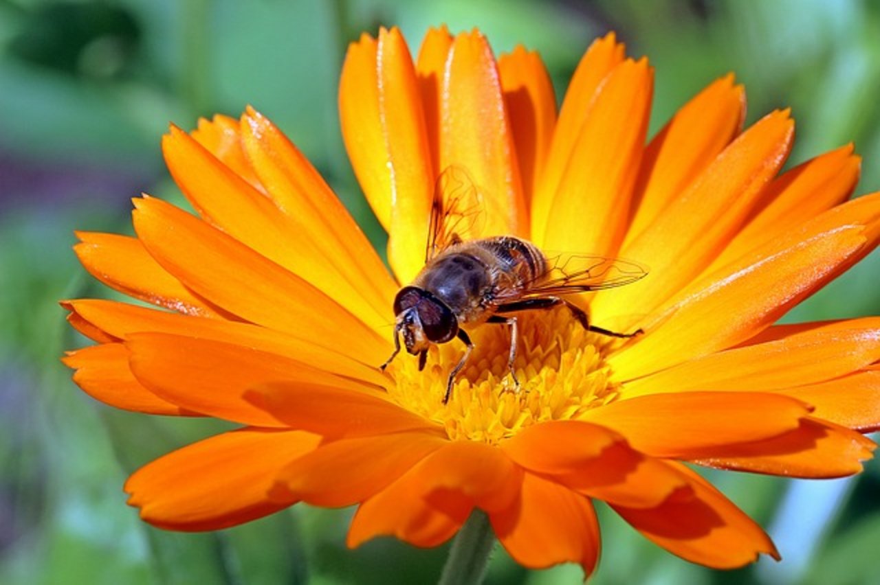 Die Ringelblume (Calendula) ist eine typische Heilpflanze, die schon seit alter Zeit gegen Entzündungen eingesetzt wird. (Bild Pixabay)