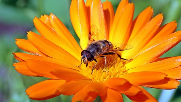 Die Ringelblume (Calendula) ist eine typische Heilpflanze, die schon seit alter Zeit gegen Entzündungen eingesetzt wird. (Bild Pixabay)