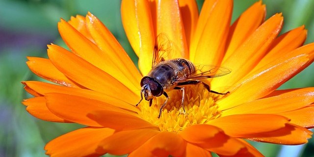 Die Ringelblume (Calendula) ist eine typische Heilpflanze, die schon seit alter Zeit gegen Entzündungen eingesetzt wird. (Bild Pixabay)