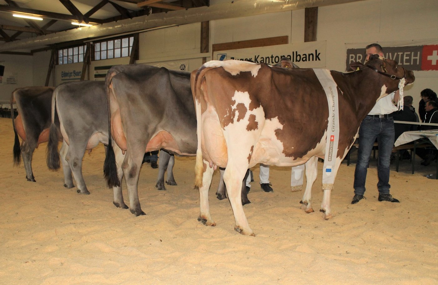 Die vier Rassensiegerinnen: Absolute Mabel von Franz Abächerli; Wagor Jahel von Urs Büeler; Henry Holdina von Erwin und Armin Niederberger und Tequila Janine von Marcel Nussbaumer (v. r. n. l.). (Bilder Reto Betschart)