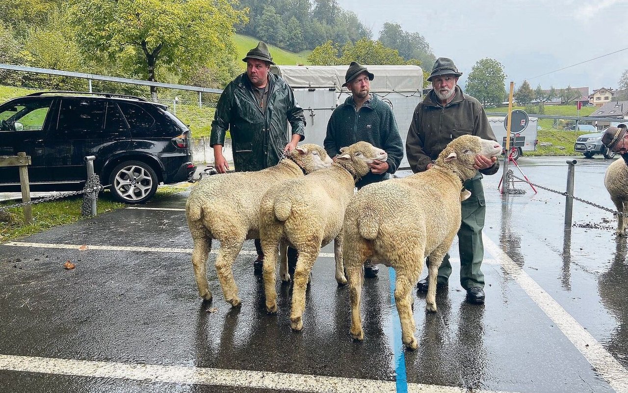 Sieger Betriebscup Weisses Alpenschaf WAS von Ruedi und Christian Wolf, Giswil. 