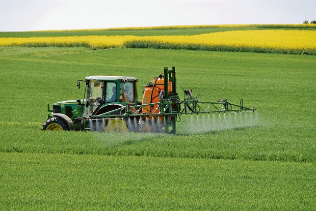 Chlorothalonil-haltige Pflanzenschutzmittel werden gegen diverse Pilzkrankheiten eingesetzt. Beim Weizen kommt der Wirkstoff gegen die Septoria-Blattdürre und -Spelzenbräune zum Einsatz. (Bild iStock)