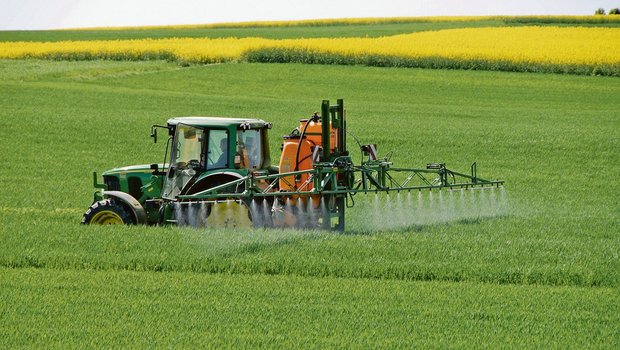 Chlorothalonil-haltige Pflanzenschutzmittel werden gegen diverse Pilzkrankheiten eingesetzt. Beim Weizen kommt der Wirkstoff gegen die Septoria-Blattdürre und -Spelzenbräune zum Einsatz. (Bild iStock)