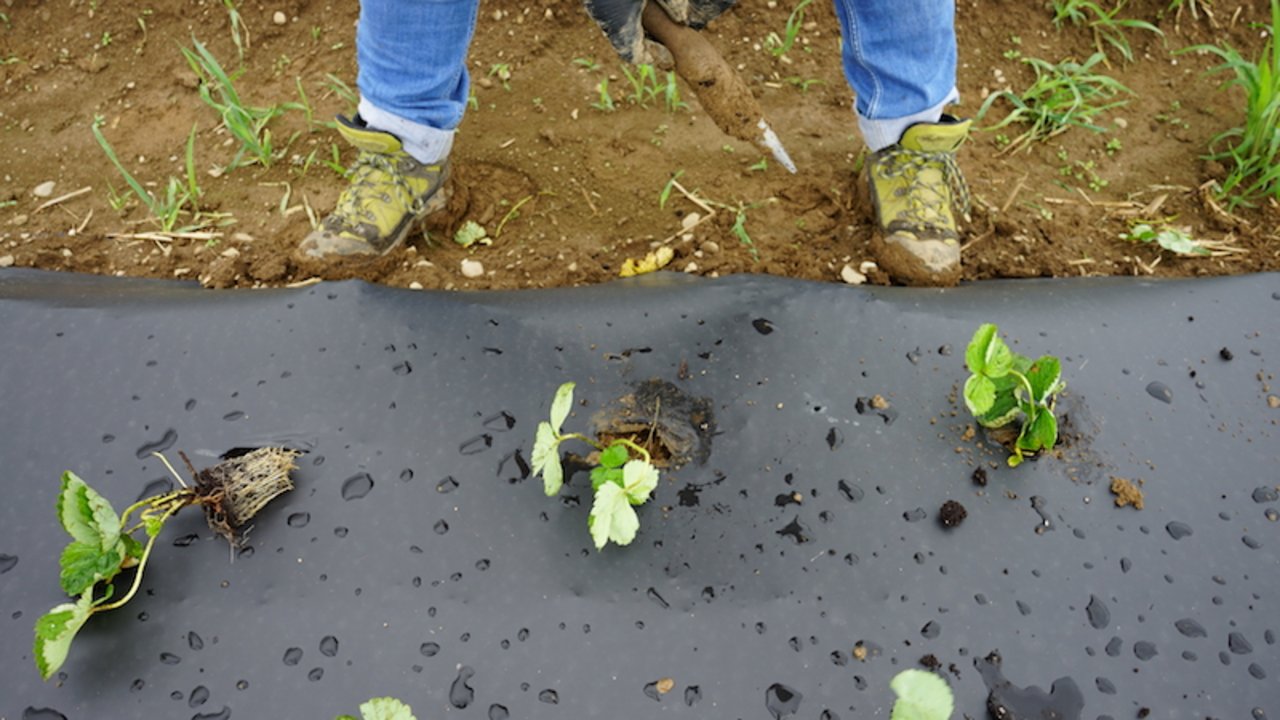 Damit die Würzelchen rasch Wasser und Nährstoffe aufnehmen können, darf der nasse Boden nicht zu fest gestört werden. (Bild lid)