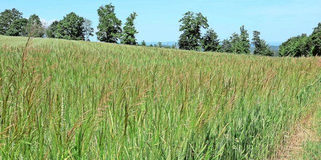 Sieht man wegen der nassen Witterung dieses Jahr öfter als sonst: Unkraut, hier Windhalm, in Biogetreidefeldern.  